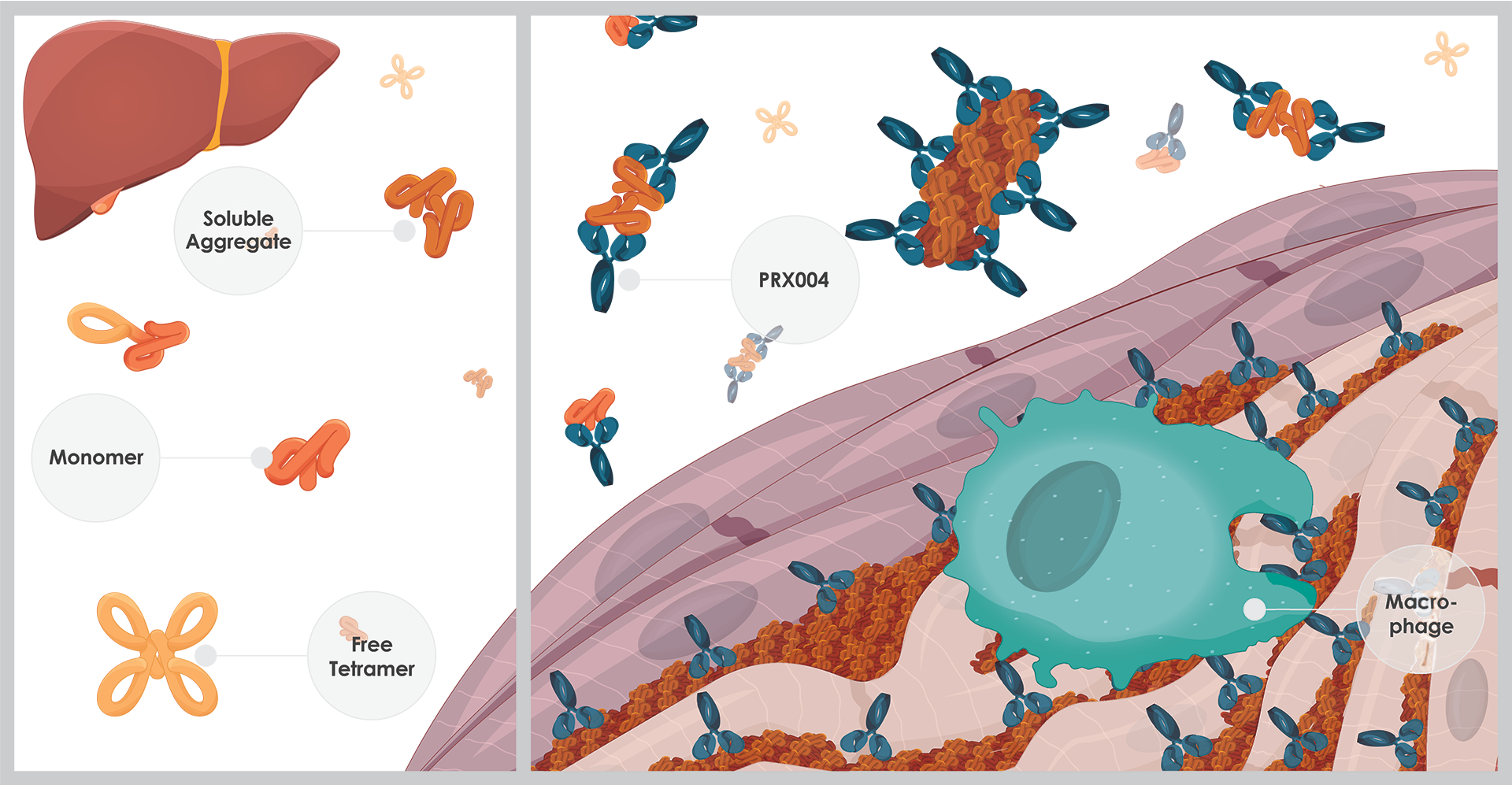 A diagram showing soluble aggregate, monomer, free tetramer, PRX004, and macrophage